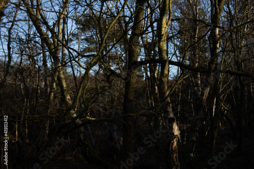 reflection of trees in water