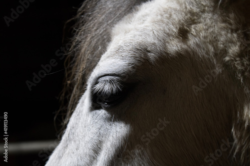 portrait of a horse