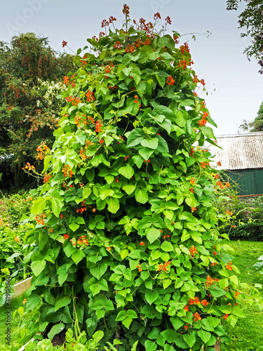 Foto Runner bean plants with red flowers, variety Firestorm, growing on a wigwam supp