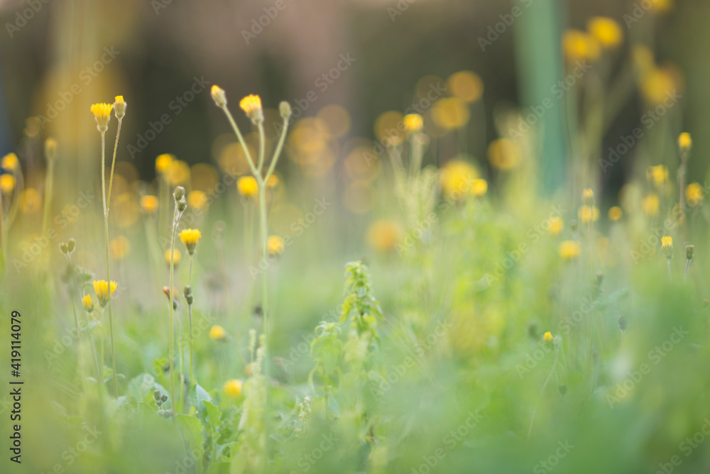 Fototapeta premium herbs with sun rays close up