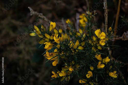 yellow flowers in the forest