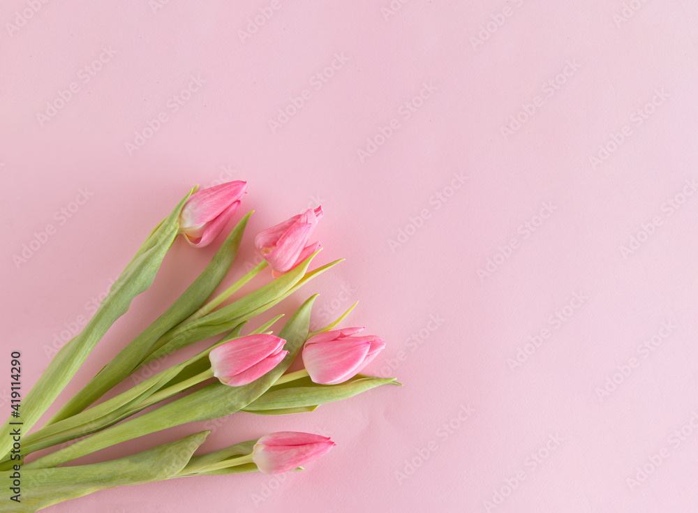 Creative layout made with pink tulip on pink background. Flat lay. Spring minimal concept.