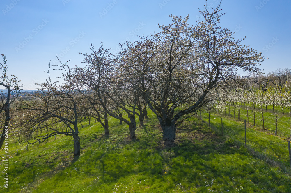 Bird's eye view of cherry trees in bloom near Wiesbaden / Germany Bird's eye view of cherry trees in bloom near Wiesbaden / Germany