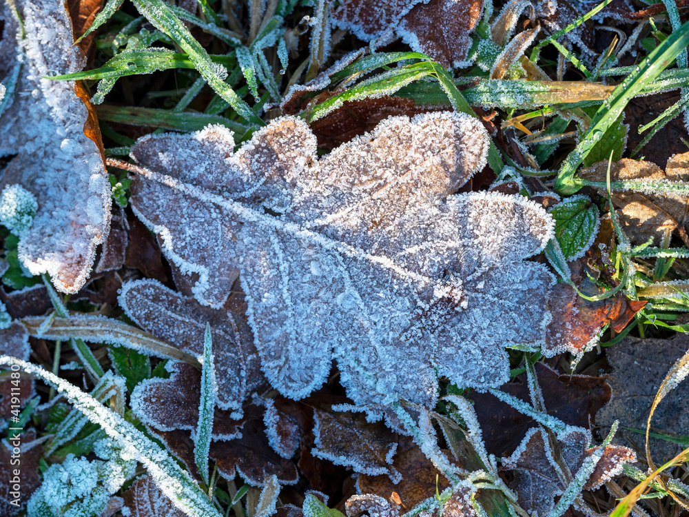 Oak leaf covered in white frost with ice crystals on the ground in winter