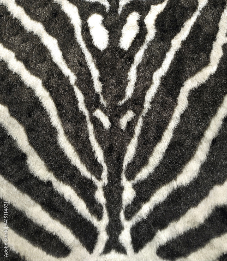 Zebra fur texture background, closeup of stripes Zebra fur texture background, closeup of stripes