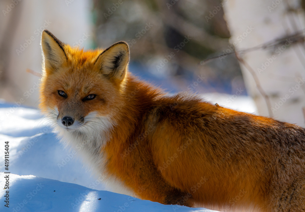 Obraz premium Very beautiful wild fox near Canadian forest in winter
