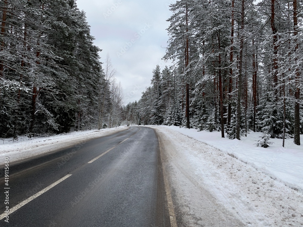 road in winter forest road in winter forest