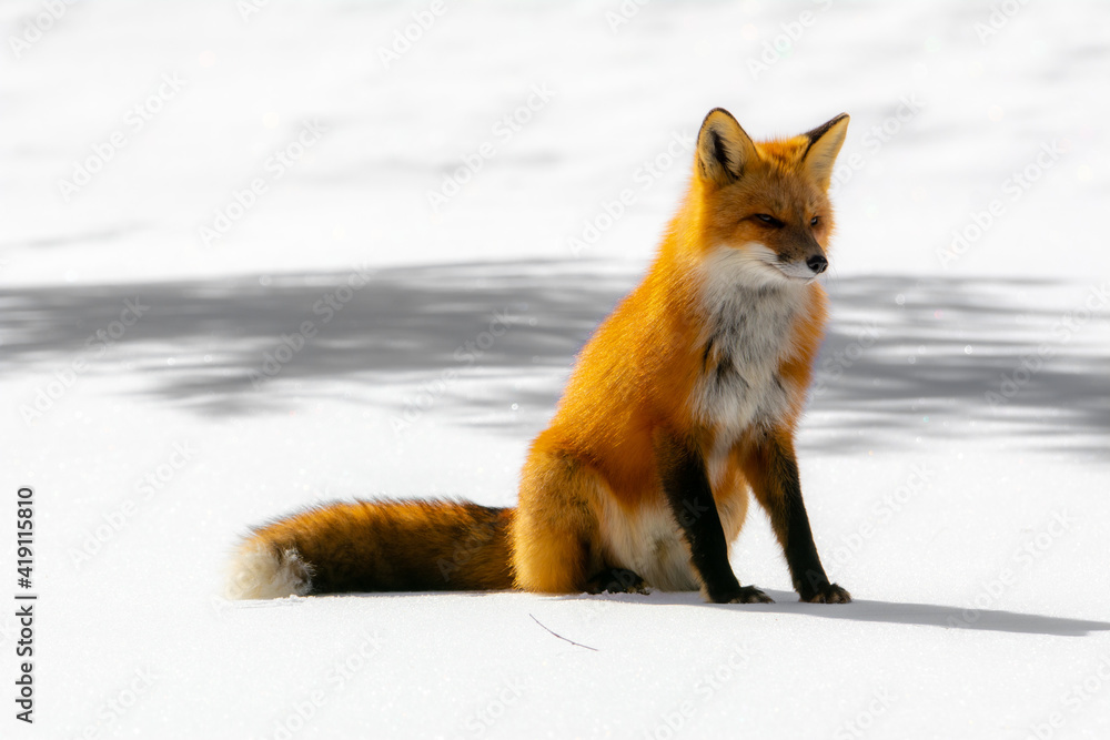 Very beautiful wild fox near Canadian forest in winter