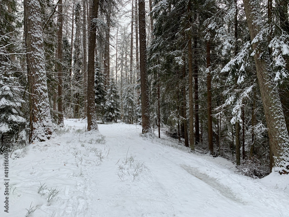 snow covered forest snow covered forest
