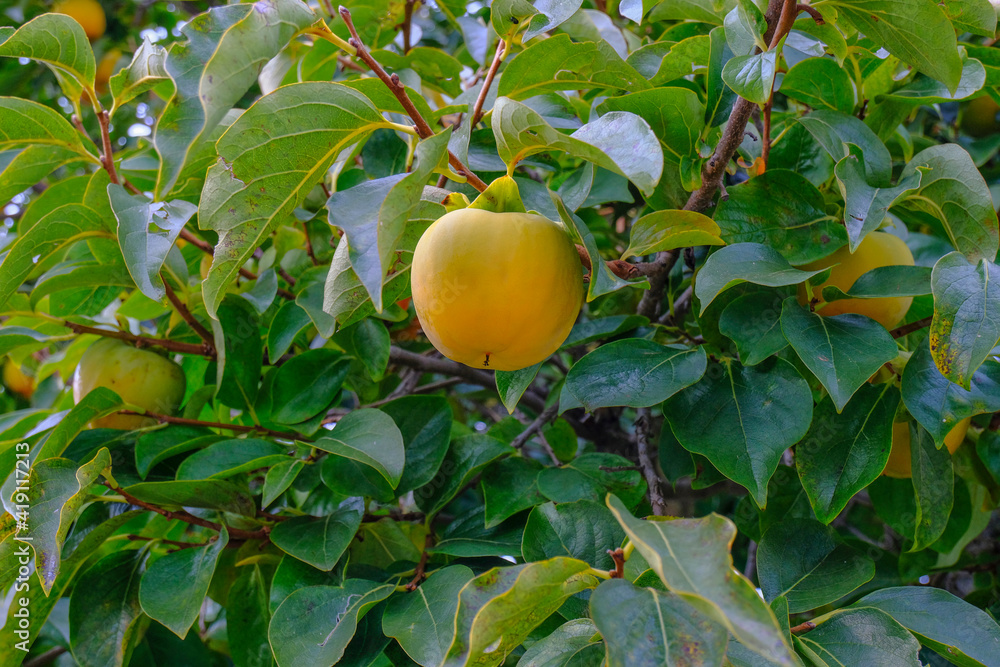Yellow apple close-up riping on tree. Apple garden. Organic, bio, natural 