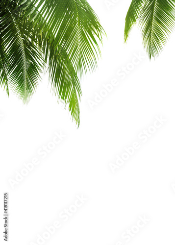 Green palm leaves white background isolated closeup, palm leaf corner border, palm branches frame, palm tree, tropical foliage banner, exotic pattern, decoration, design element, empty text copy space © Vera NewSib