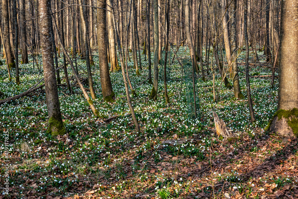 Lovely white and wild Snowflake Leucojum vernum Flowers in a german forest. Lovely white and wild Snowflake Leucojum vernum Flowers in a german forest.