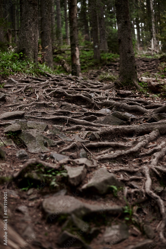 Close-up picture of rocky natural trail covered with trees' roots in middle of evergreen forest in mountains on autumn day. Getaway vacation into natural surrounding. Mountain resort recreation.