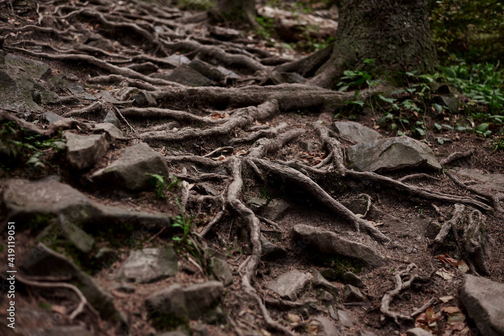 Close-up picture of rocky natural trail covered with trees' roots in middle of evergreen forest in mountains on autumn day. Getaway vacation into natural surrounding. Mountain resort recreation. Close-up picture of rocky natural trail covered with trees' roots in middle of evergreen forest in mountains on autumn day. Getaway vacation into natural surrounding. Mountain resort recreation.
