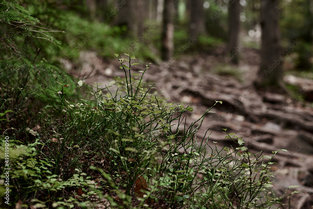 Close-up picture of rocky natural trail covered with green plants and trees' roots in middle of forest in mountains on autumn day.Getaway vacation into natural surrounding. Mountain resort recreation. Close-up picture of rocky natural trail covered with green plants and trees' roots in middle of forest in mountains on autumn day.Getaway vacation into natural surrounding. Mountain resort recreation.