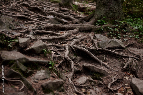 Close-up picture of rocky natural trail covered with trees' roots in middle of evergreen forest in mountains on autumn day. Getaway vacation into natural surrounding. Mountain resort recreation.
