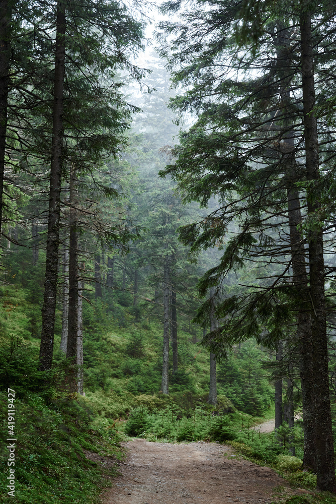 Fototapeta premium Rocky natural trail in the middle of evergreen forest in mountains on cloudy autumn day. Getaway vacation into natural surrounding. Mountain resort recreation, climbing. Hiking in the woods.