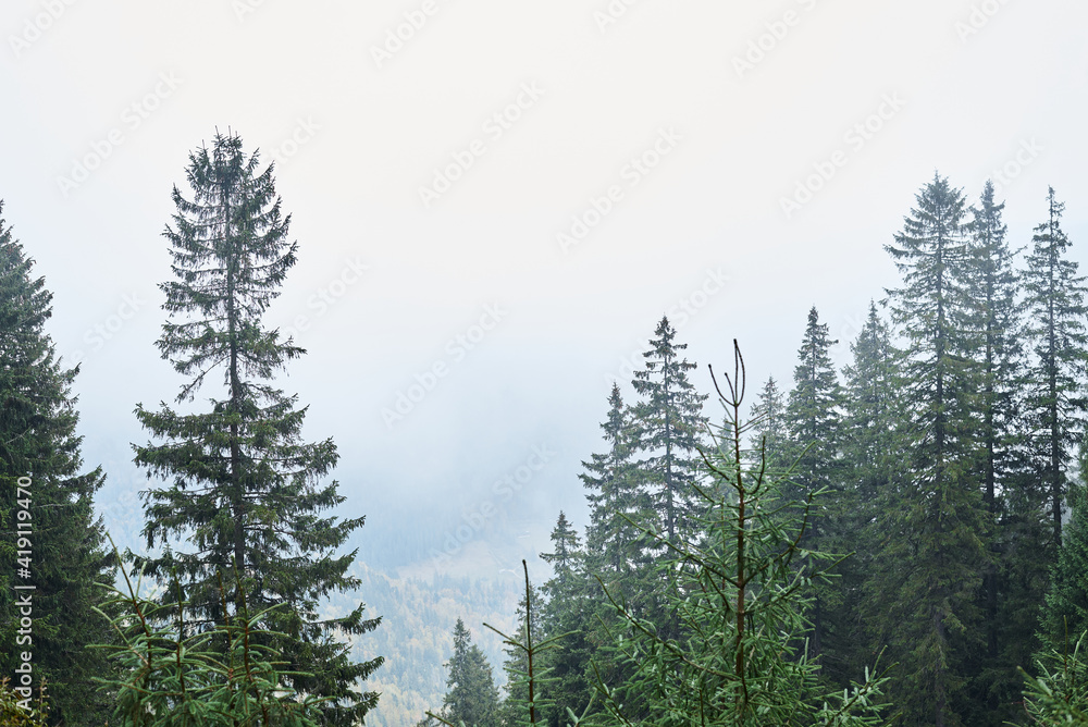 Beautiful landscape view with evergreen spruces. Mountains covered with fog on cloudy autumn day. Getaway vacation into natural surrounding. Mountain resort recreation.