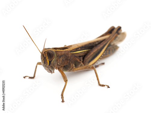 Grasshopper (Locust) isolated on white background