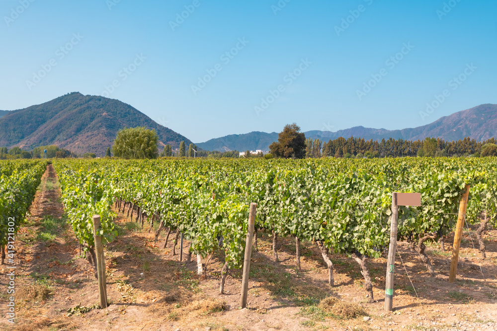 Vineyard in Santa Cruz Chile