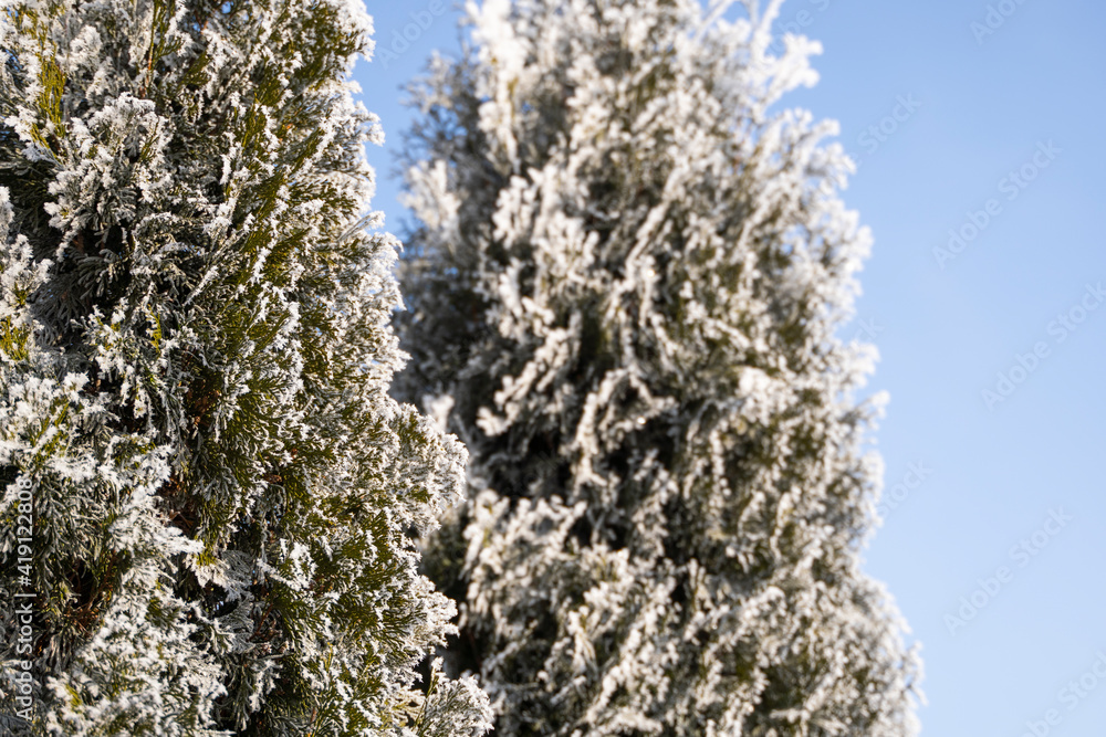 Green leaves of Thuja trees covered with frost with soft sunlight. Thuja twig with snow. Evergreen coniferous tree. A branch of a juniper tree in the snow. Winter background. Green leaves of Thuja trees covered with frost with soft sunlight. Thuja twig with snow. Evergreen coniferous tree. A branch of a juniper tree in the snow. Winter background.