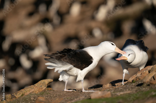 The Black-browed albatross (Thalassarche melanophris) photo