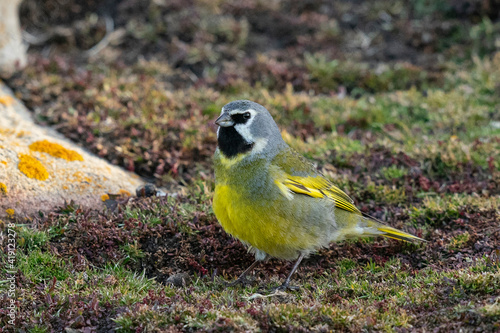 Black-throated Finch (Melanodera melanodera) photo