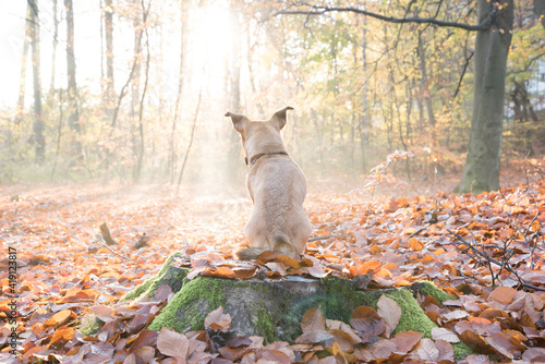 Cute and lovely dog in autumn forest looking at the distance with great interest © lukasz_kochanek