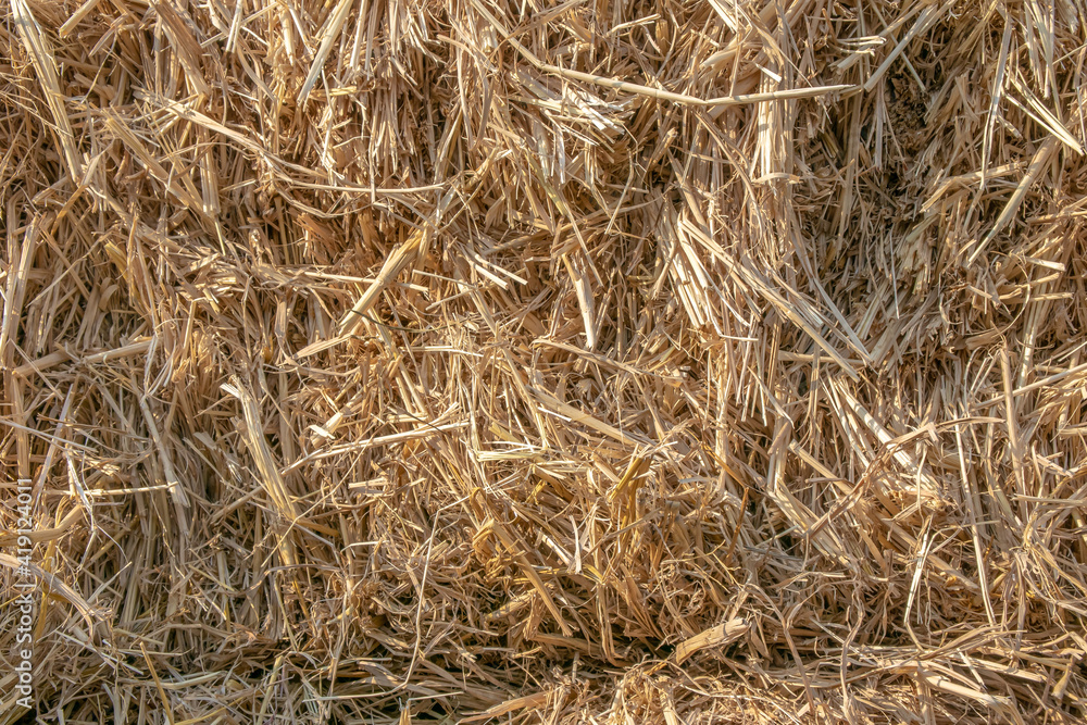 Close up a dry straw from rice under sunlight for background. Close up a dry straw from rice under sunlight for background.