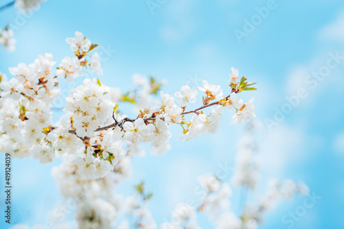 Brunches of white cherry blossom. Blue sky background.