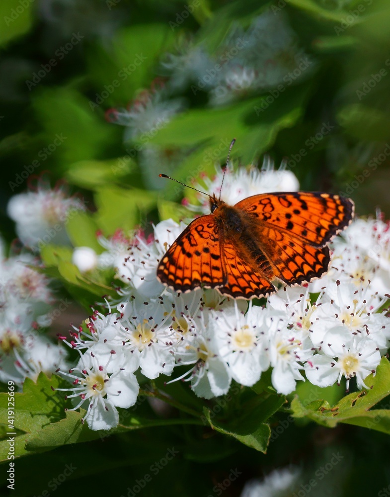 Obraz premium butterfly on flower
