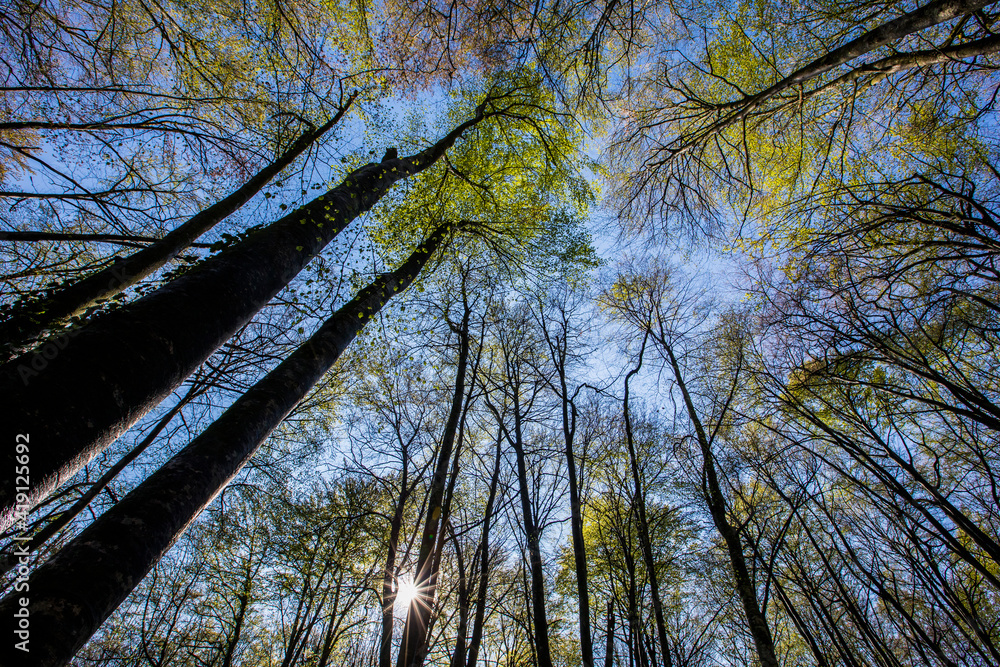 Fototapeta premium Spring sunrise in La Fageda D En Jorda Forest, La Garrotxa, Spain