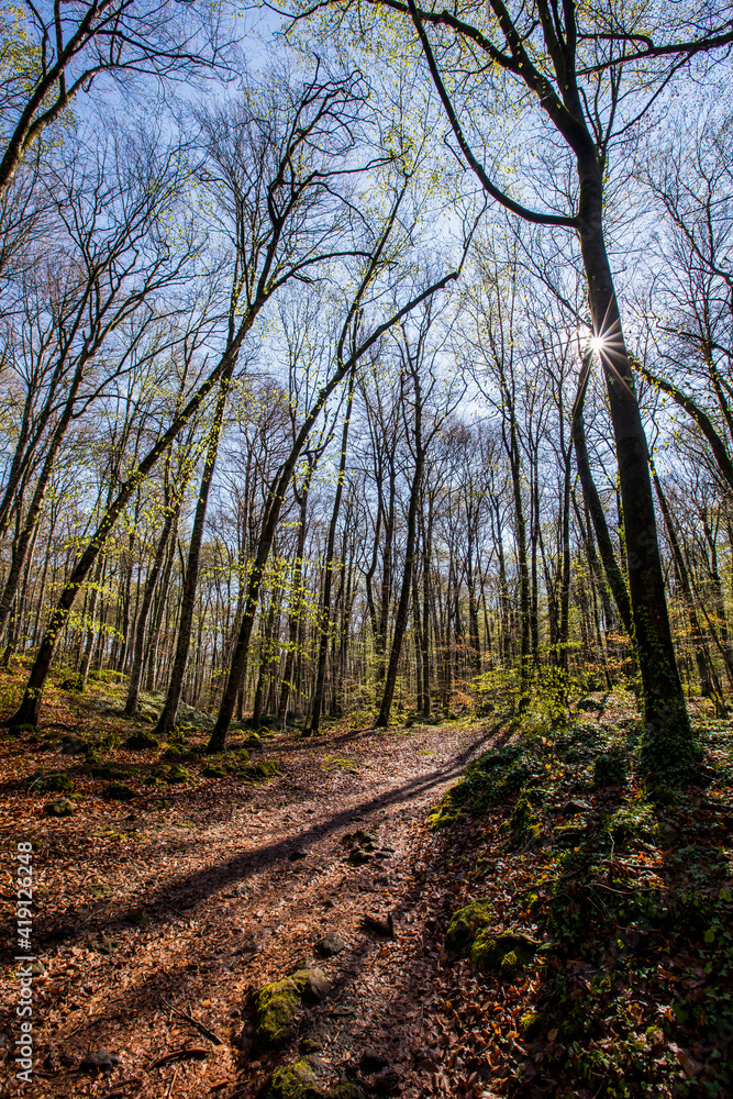 Spring sunrise in La Fageda D En Jorda Forest, La Garrotxa, Spain Spring sunrise in La Fageda D En Jorda Forest, La Garrotxa, Spain