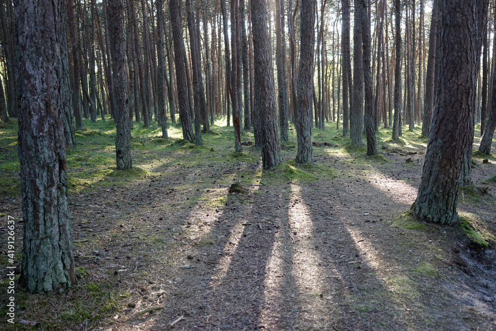 Landscape with pine trees on a Sunny day Landscape with pine trees on a Sunny day