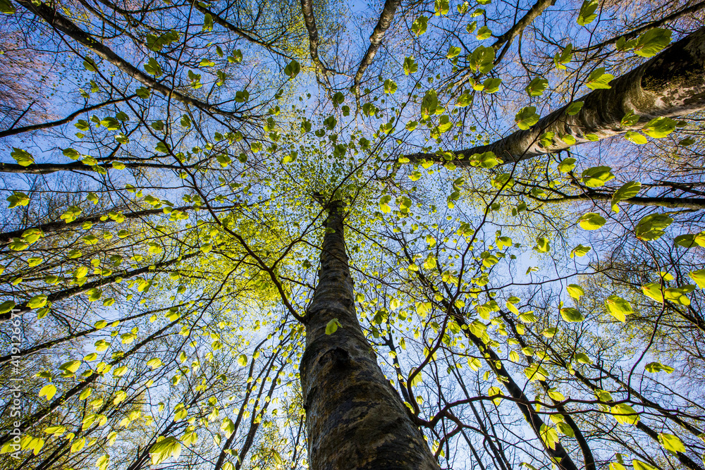 Fototapeta premium Spring sunrise in La Fageda D En Jorda Forest, La Garrotxa, Spain