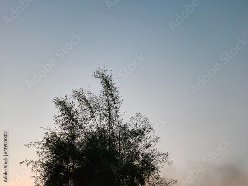 Sky and bamboo peaks at dusk