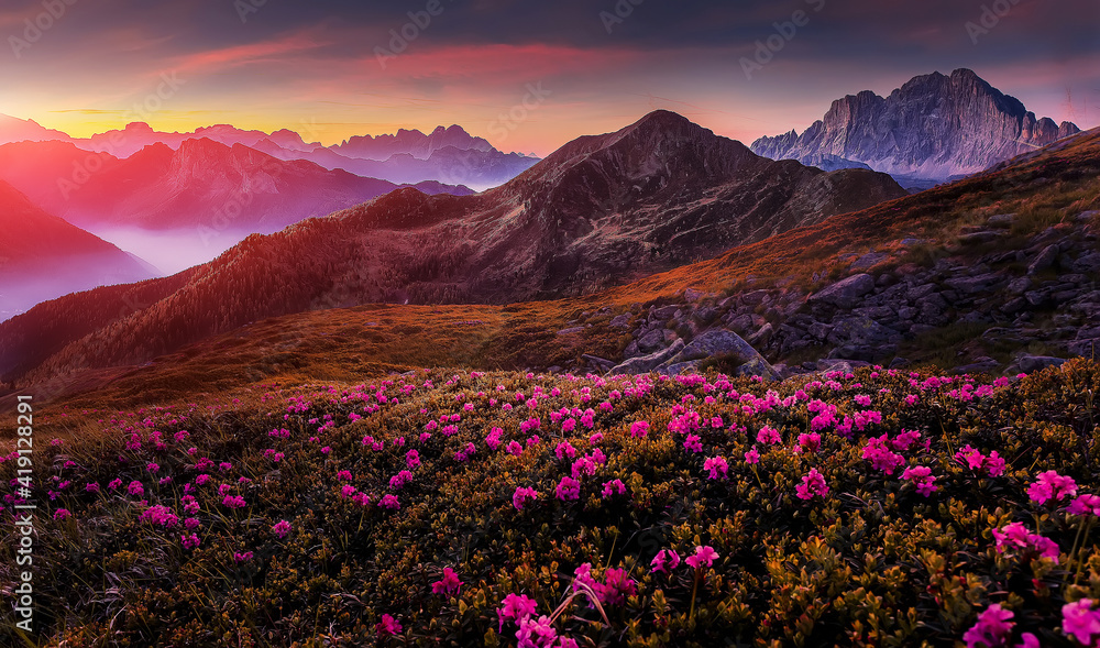 Mountains under mist during sunset. Scenic image of fairy-tale Landscape with Pink rhododendron flowers and colorful sky under sunlit, over the Majestic Rocky Peacks. Picture of wild area.