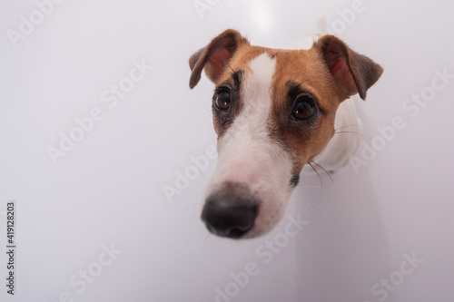 Portrait of funny dog Jack Russell Terrier on a white background. Fish eye.