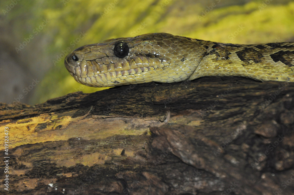 Snakes on wood vines Snakes on wood vines