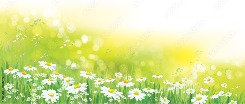 Vector  green, nature background. White chamomiles field.