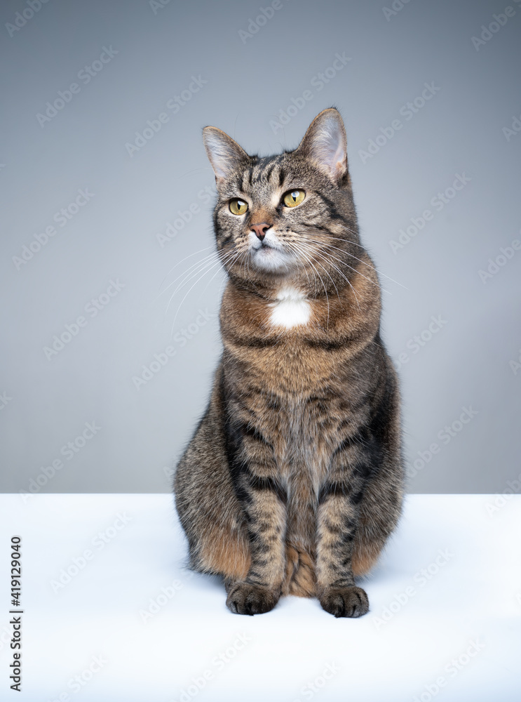 studio shot of tabby shorthair cat sitting on white and gray background with copy space