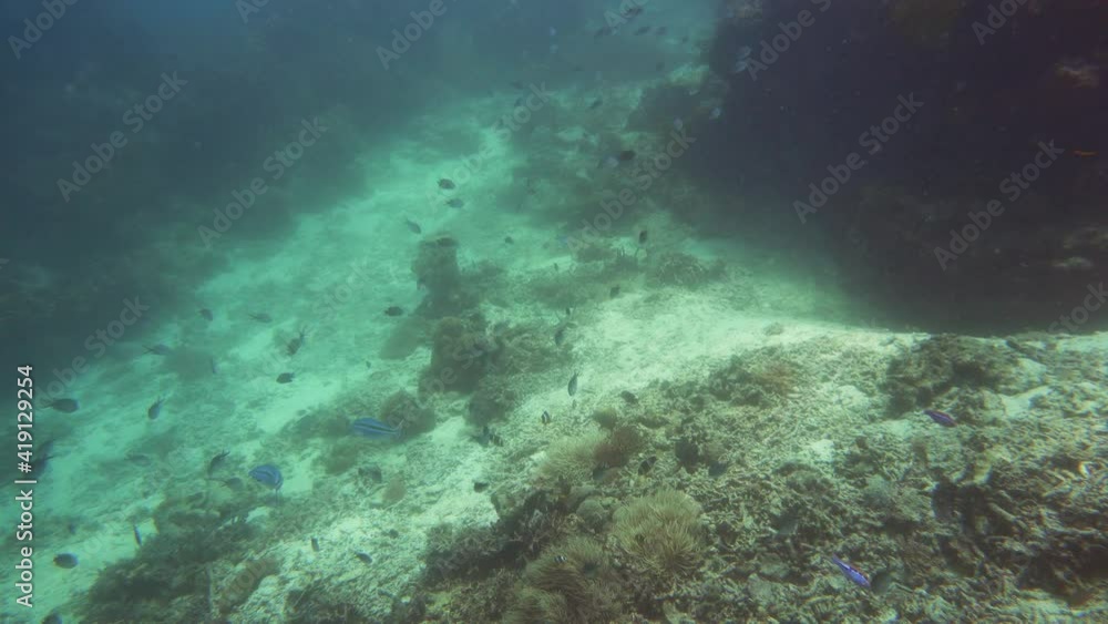 Beautiful underwater landscape with tropical fishes and corals. Life coral reef. Camiguin, Philippines. Beautiful underwater landscape with tropical fishes and corals. Life coral reef. Camiguin, Philippines.