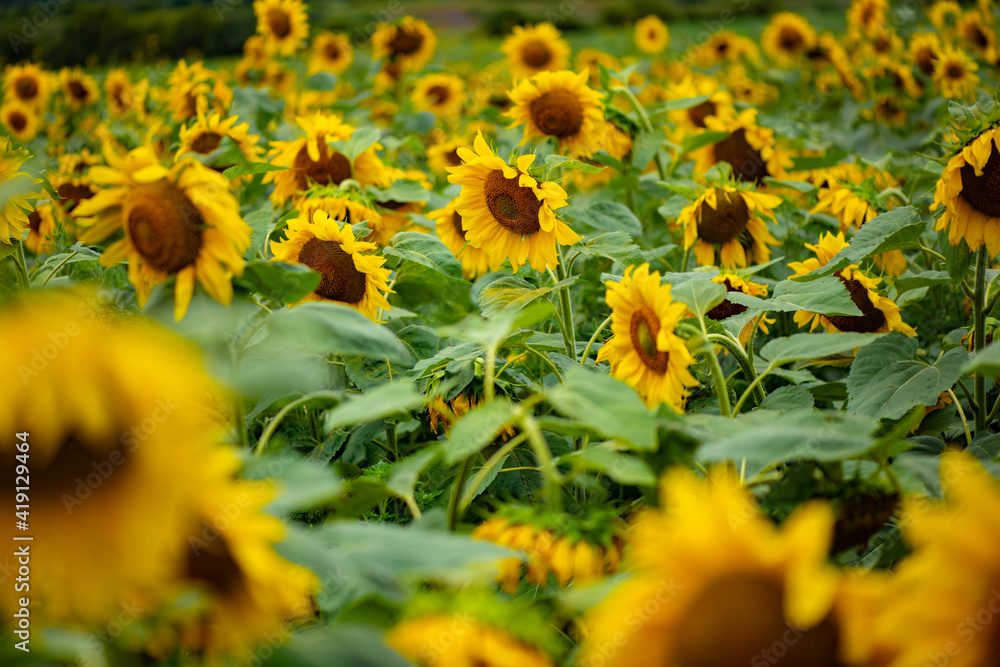 Fototapeta premium Bright field of flowers of sunflowers