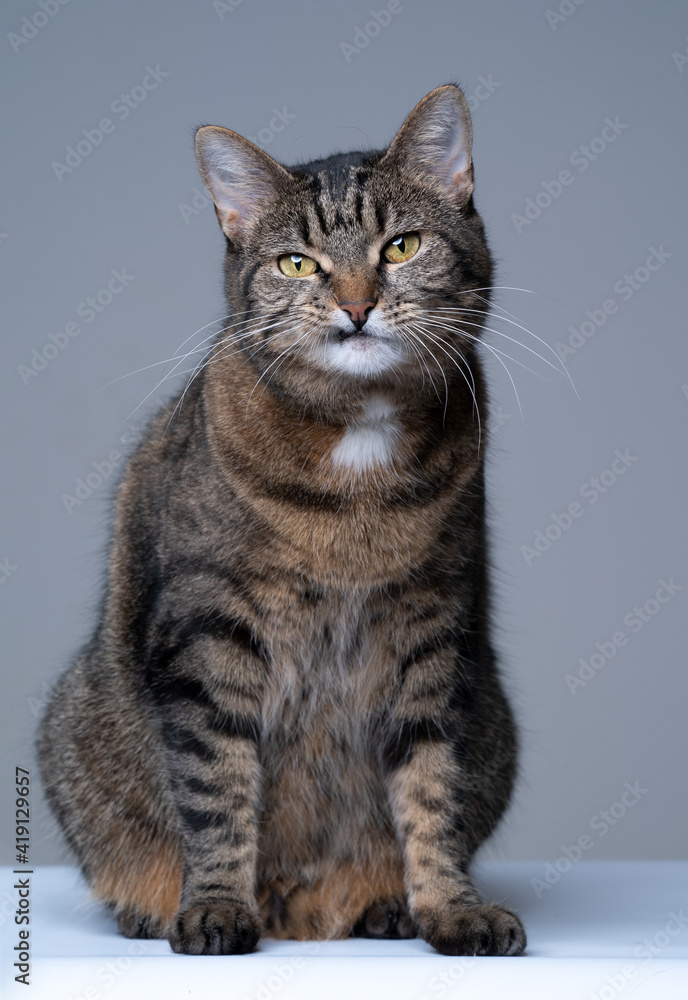 studio portrait of a tabby shorthair cat with snaggletooth making funny face on gray background with copy space studio portrait of a tabby shorthair cat with snaggletooth making funny face on gray background with copy space