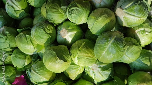 Cabbage collection during farming (Brassica oleracea)