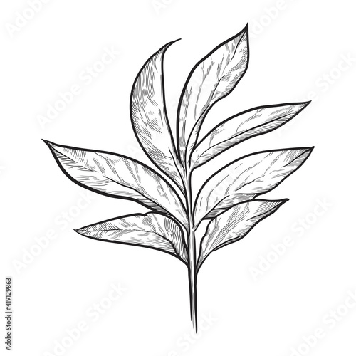 Branch with leaves isolated on white background. Hand drawn vector illustration. © Svetlana