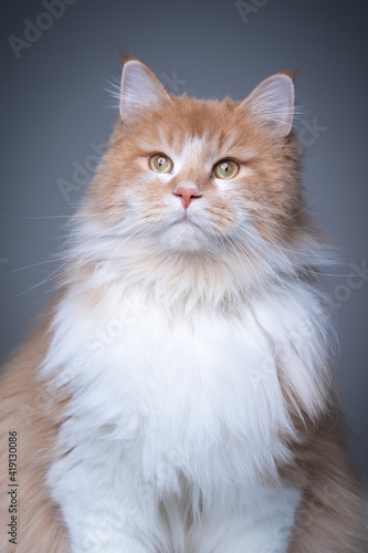 studio portrait of a cream colored white maine coon cat on gray background