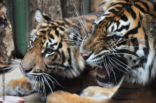 Fototapeta Naklejka Na Ścianę i Meble -  Tigers roar at an opponent