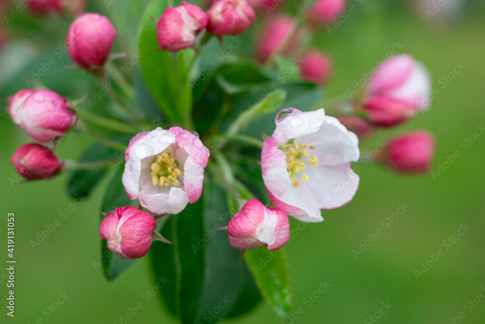Blossom of the apple tree flowers in the spring Blossom of the apple tree flowers in the spring