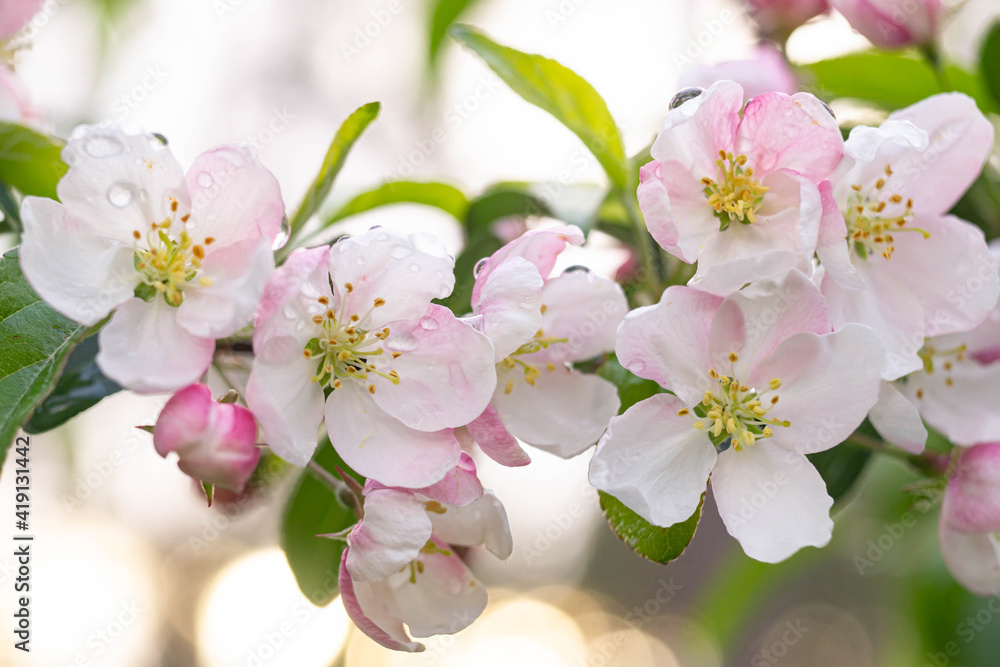 Obraz premium Blossom of the apple tree flowers in the spring